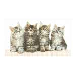 กระเบื้อง8x10 in. พริทตี้แคท 6P/8P